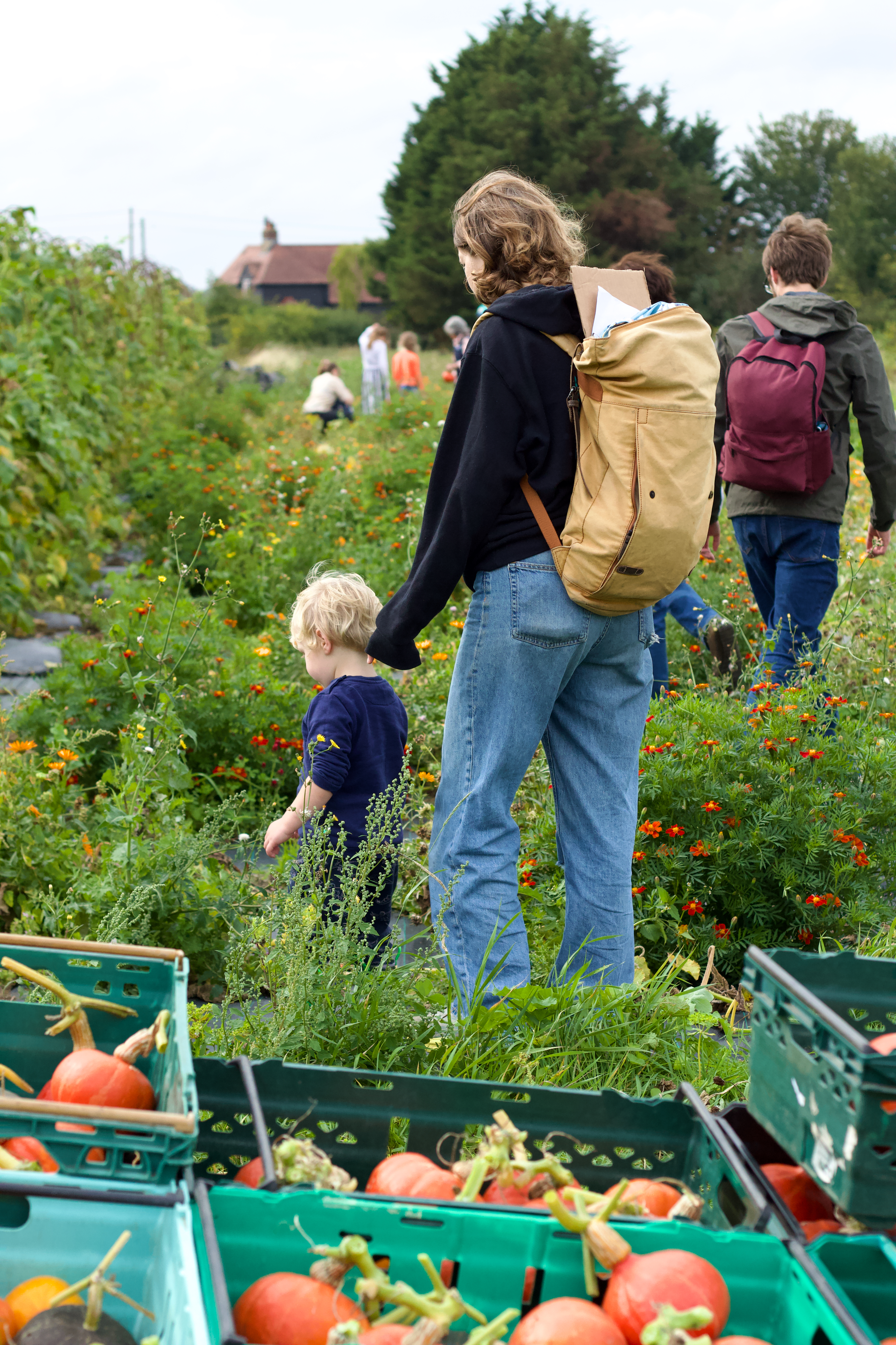Pumpkin harvest at the farm, parent and child walking the flower beds